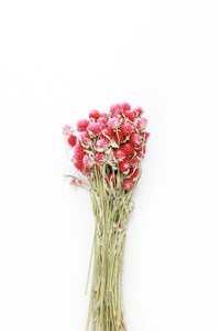 Pink Globe Amaranth