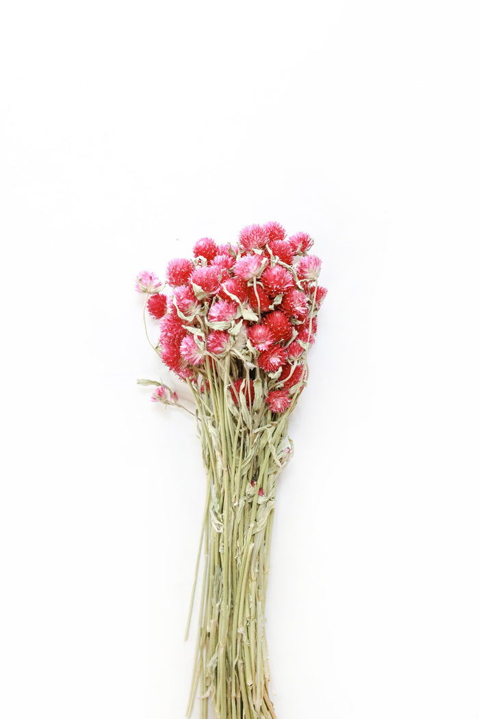 Pink Globe Amaranth