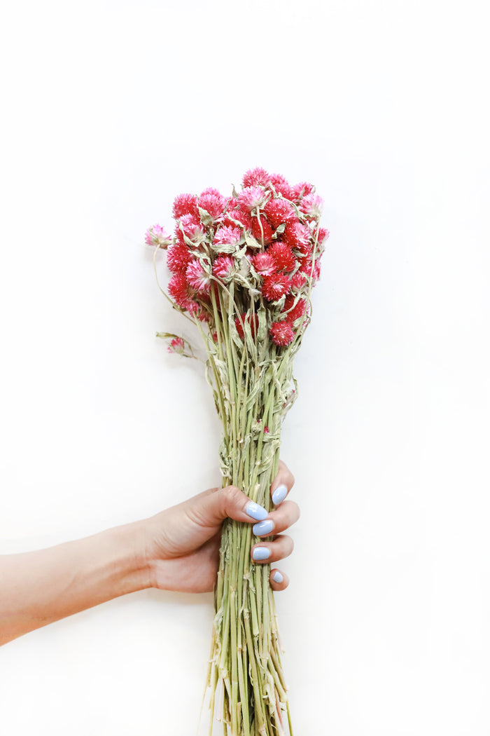 Pink Globe Amaranth