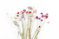Mixed Globe Amaranth