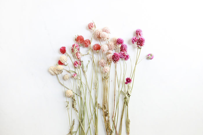 Mixed Globe Amaranth
