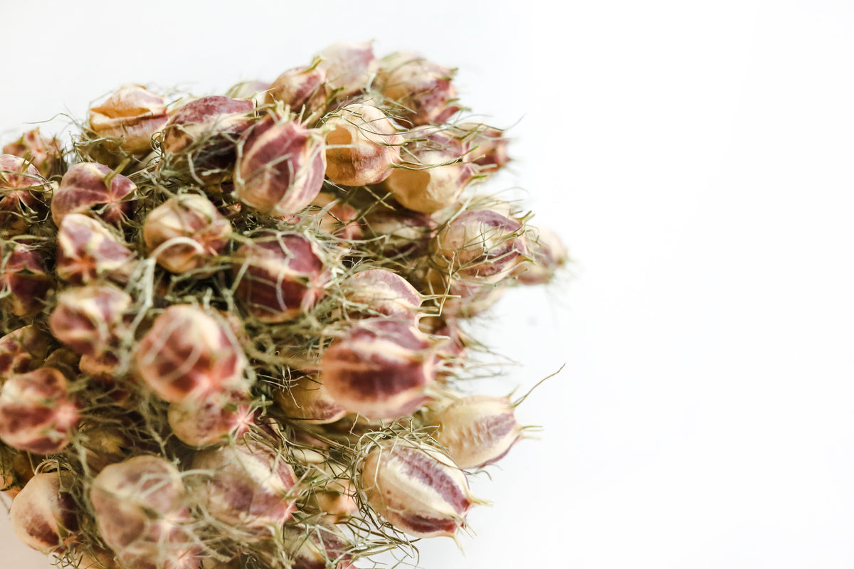 Nigella