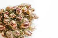 Nigella