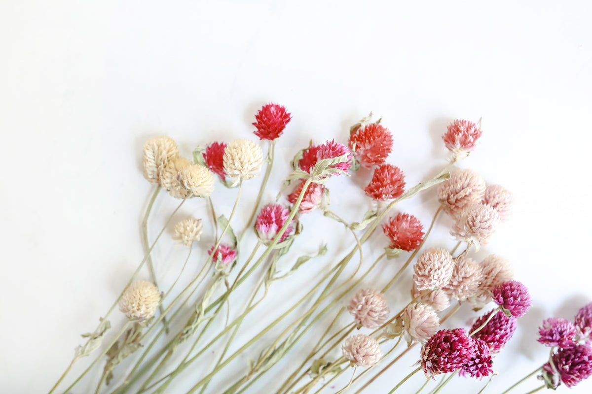 Mixed Globe Amaranth