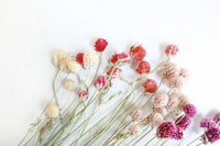 Mixed Globe Amaranth