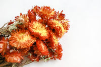 Red/Bronze Strawflowers