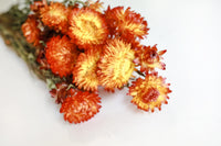 Red/Bronze Strawflowers