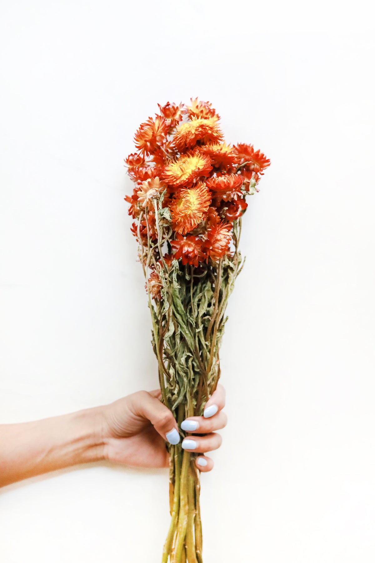 Red/Bronze Strawflowers