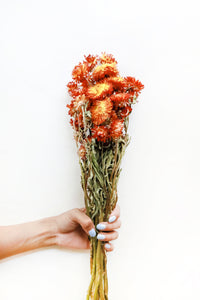 Red/Bronze Strawflowers