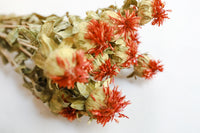 Safflower