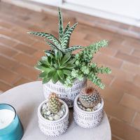Freja Pot Arrangement