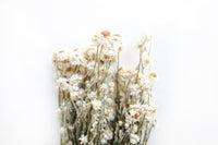 Ammobium
