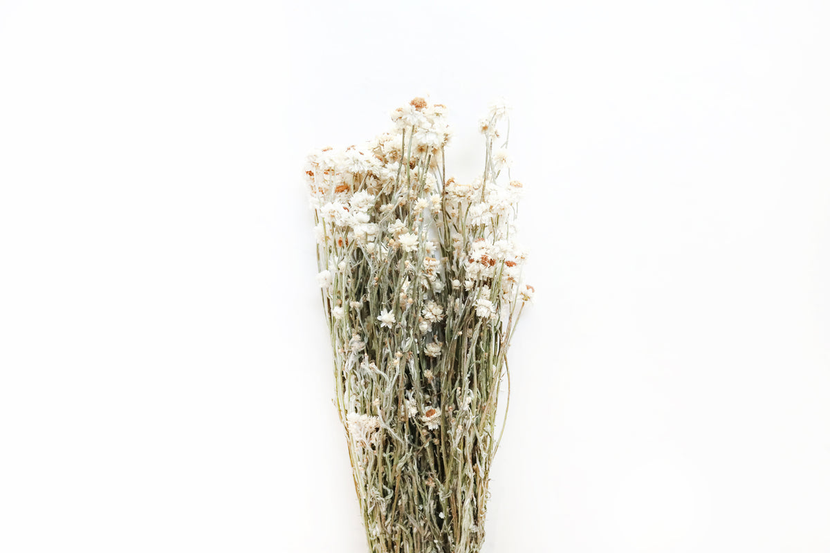 Ammobium