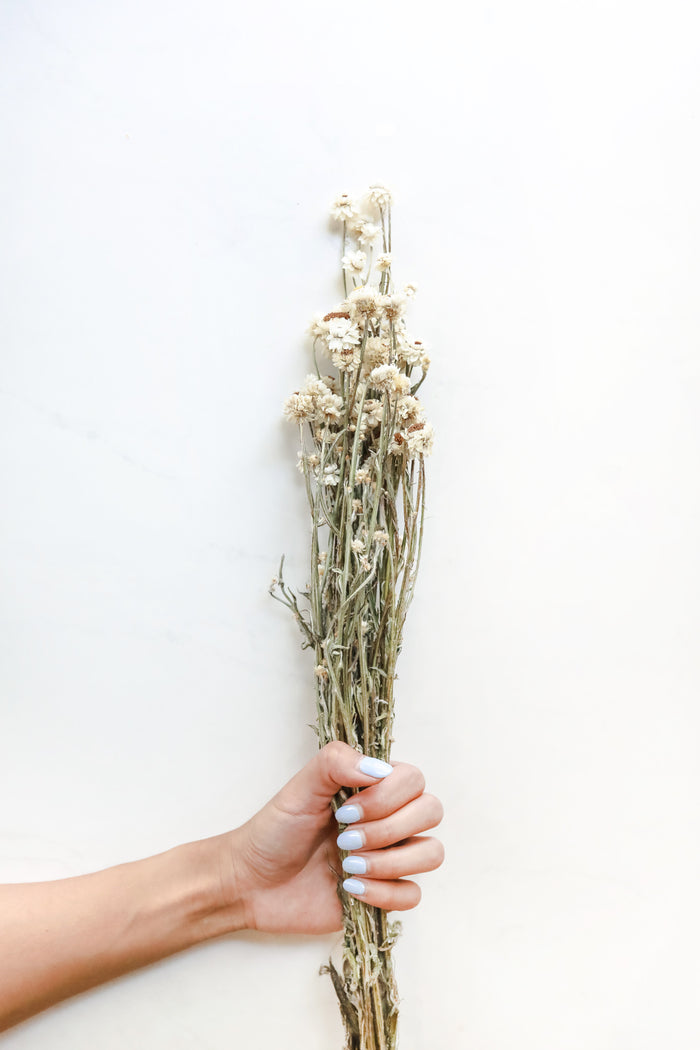 Ammobium