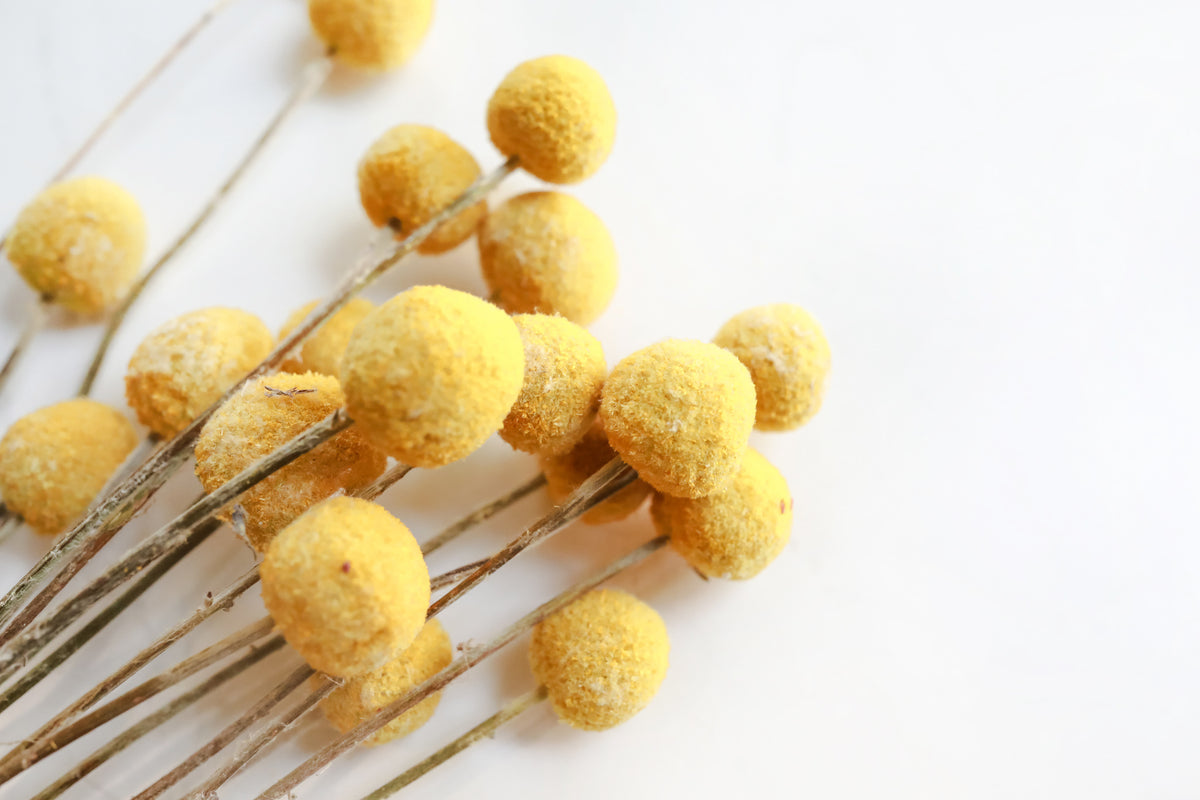 Yellow Billy Buttons