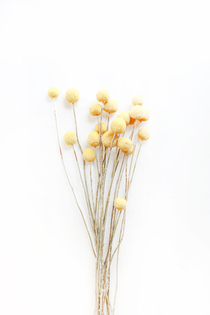 Yellow Billy Buttons