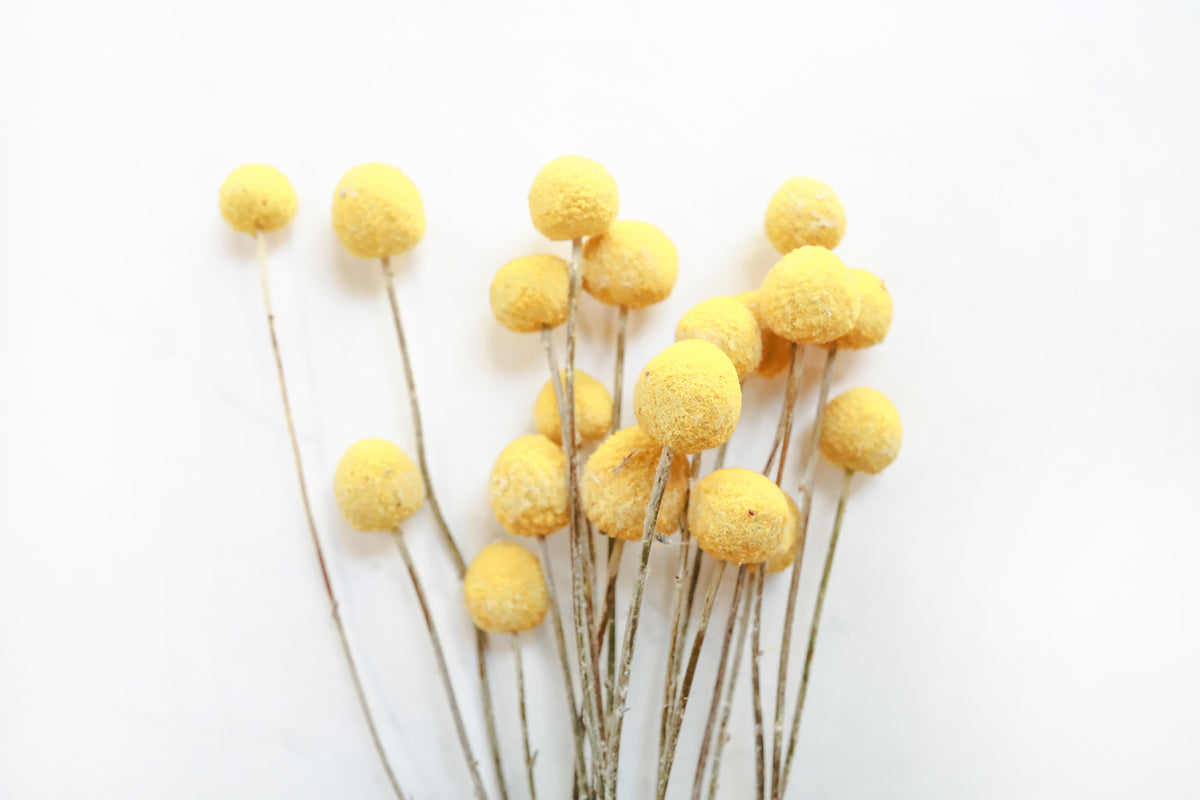 Yellow Billy Buttons