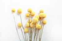 Yellow Billy Buttons