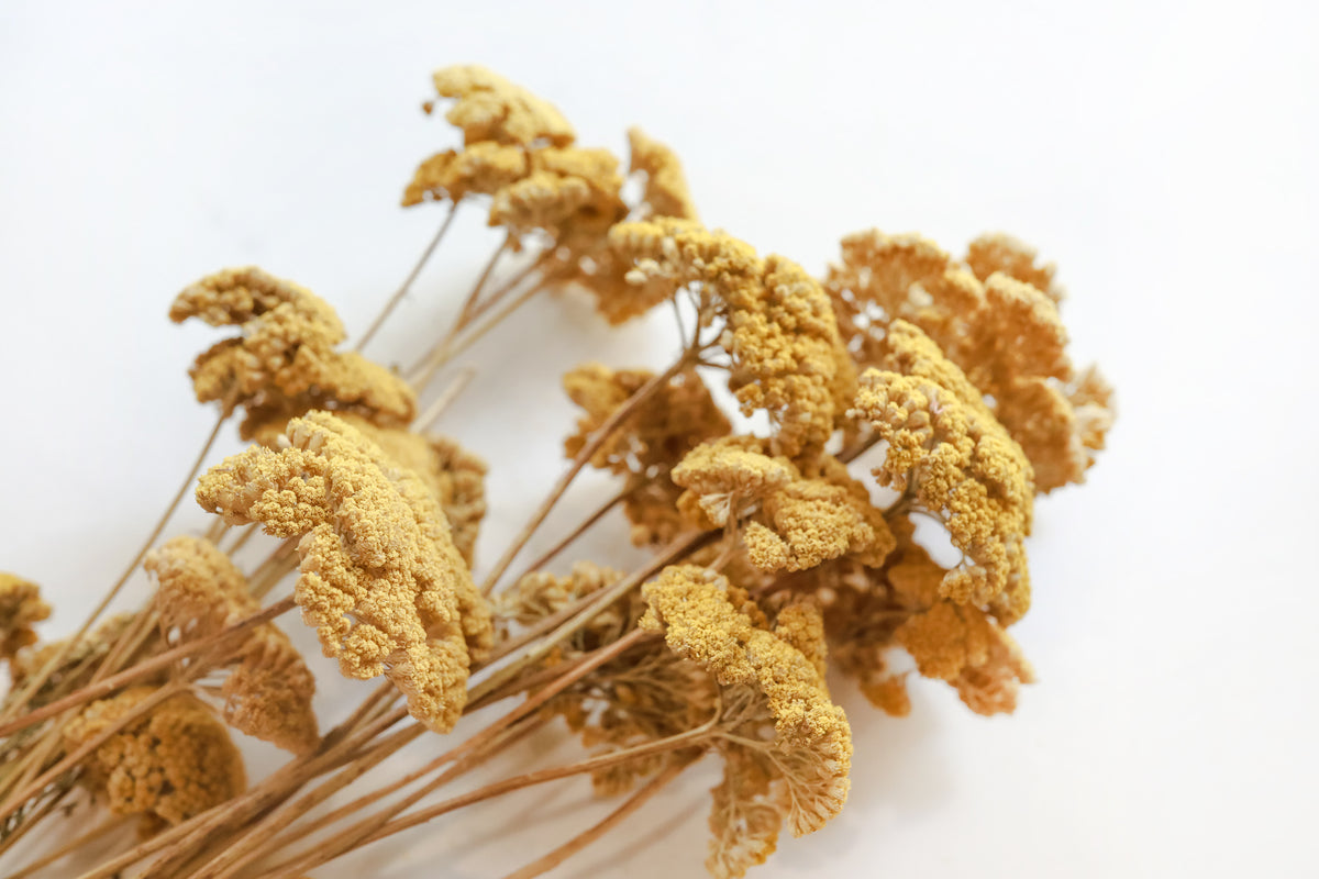 Yellow Yarrow