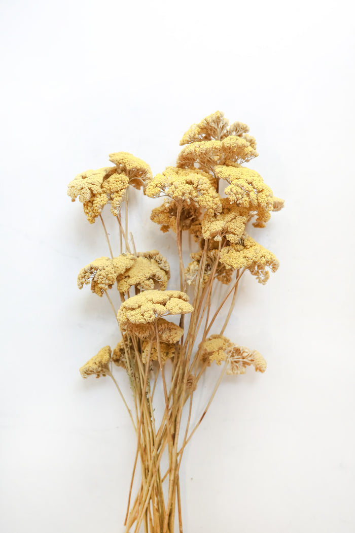 Yellow Yarrow