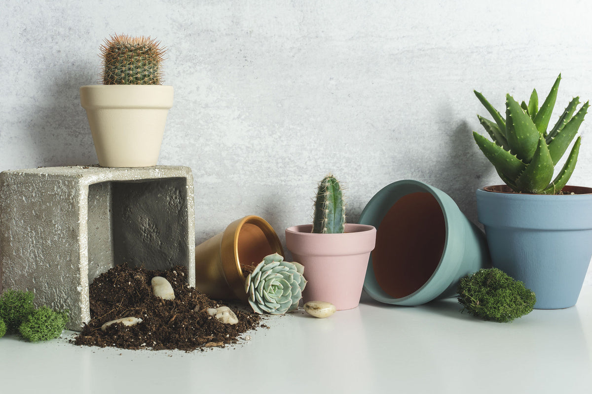 4 in. Pot + Succulent
