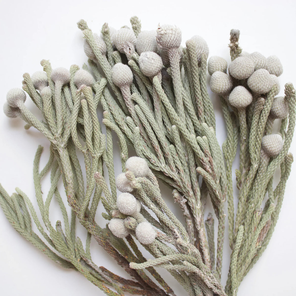 Brunia Silver