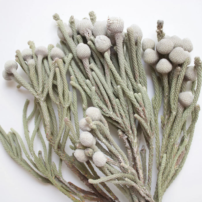 Brunia Silver