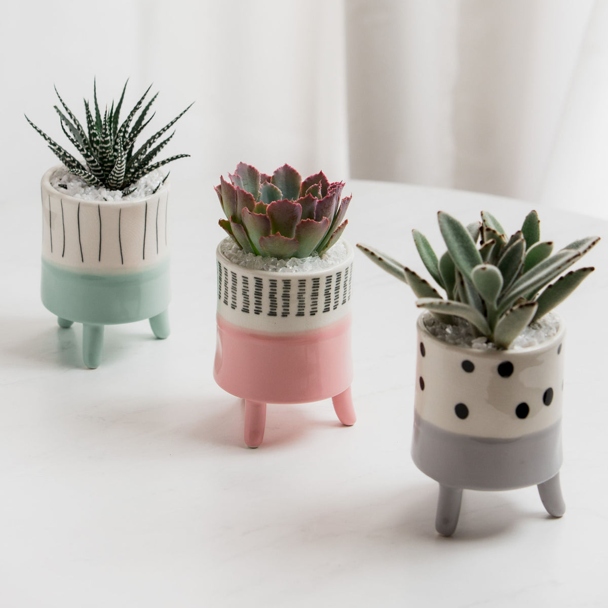 Succulent Celebrate Trio