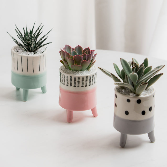 Succulent Celebrate Trio