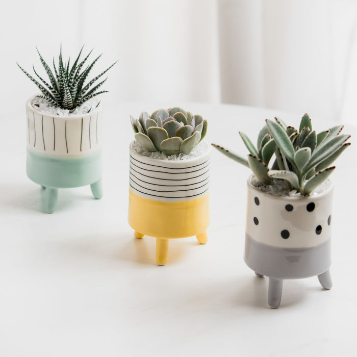Succulent Celebrate Trio
