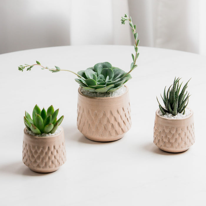 Mermaid Trio Succulent Arrangement