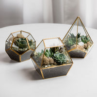 Succulent Terrariums