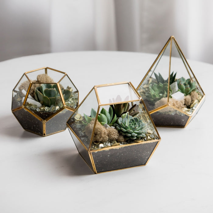 Succulent Terrariums