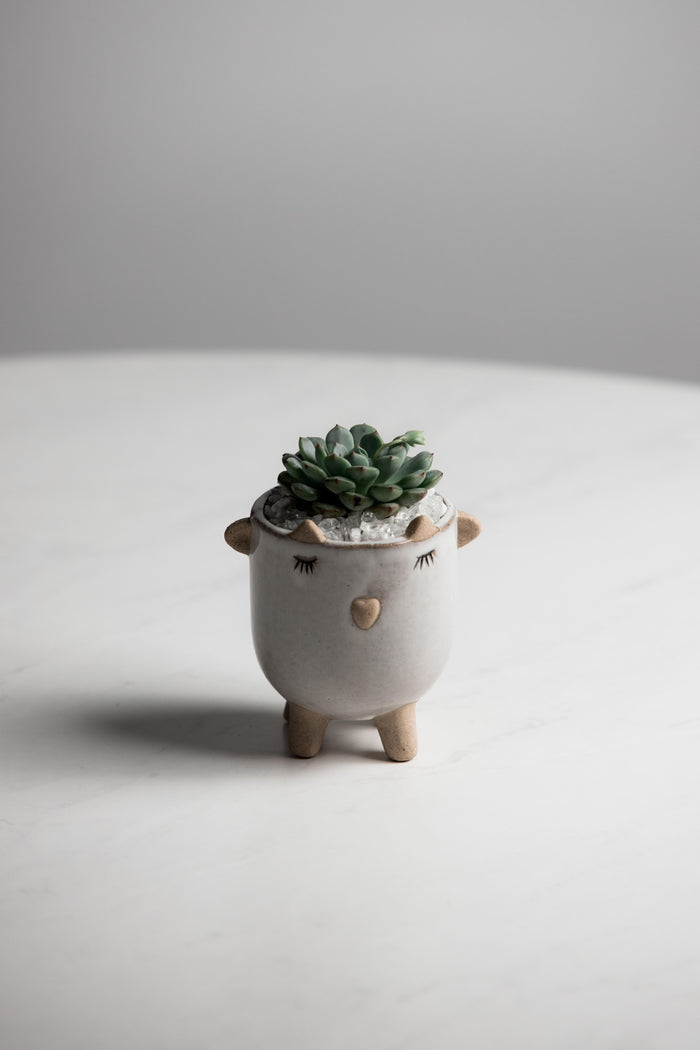 Little Lamb Pot