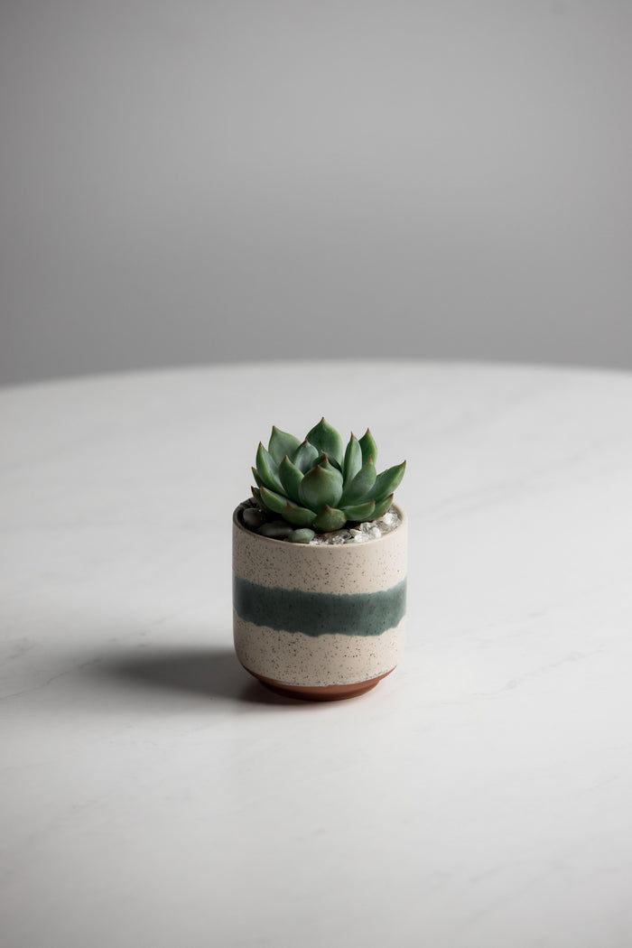 Mateo Pot