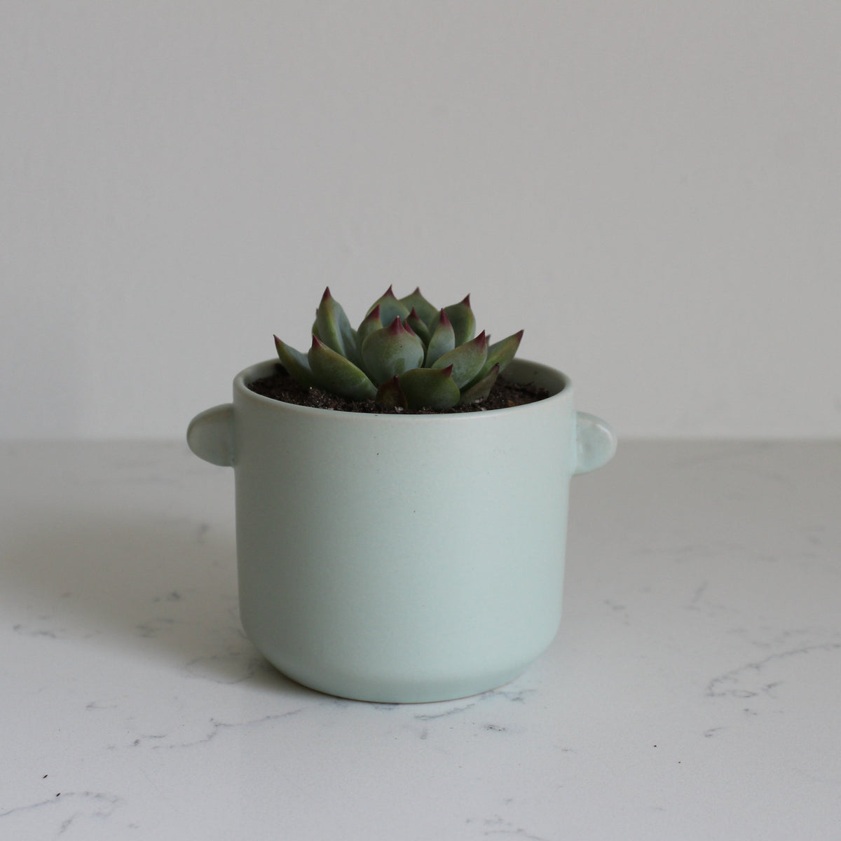 Jayme Pot