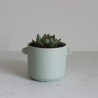 Jayme Pot