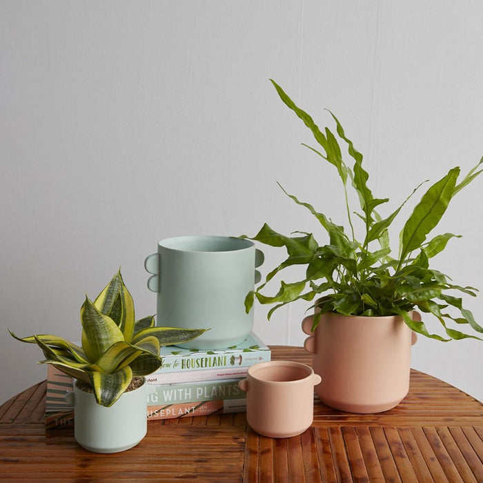 Jayme Pot