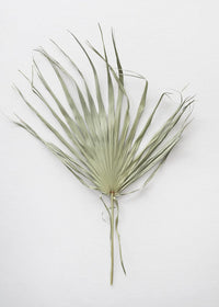 Large Natural Fan Palms