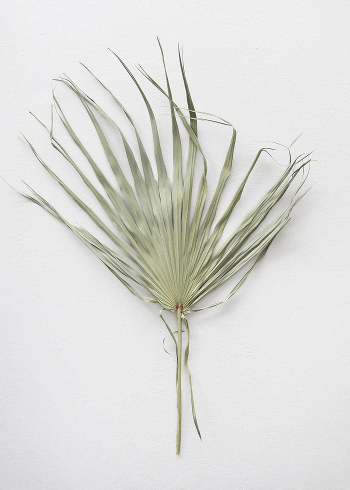 Large Natural Fan Palms