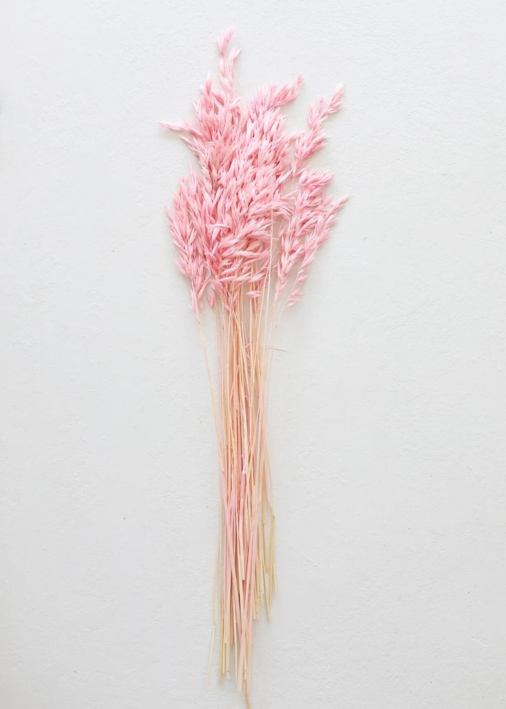 Pink Oats