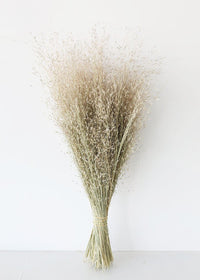 Rice Grass