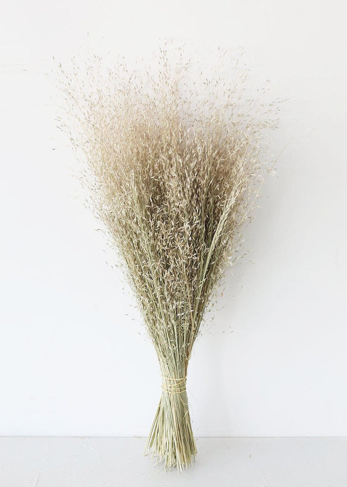Rice Grass
