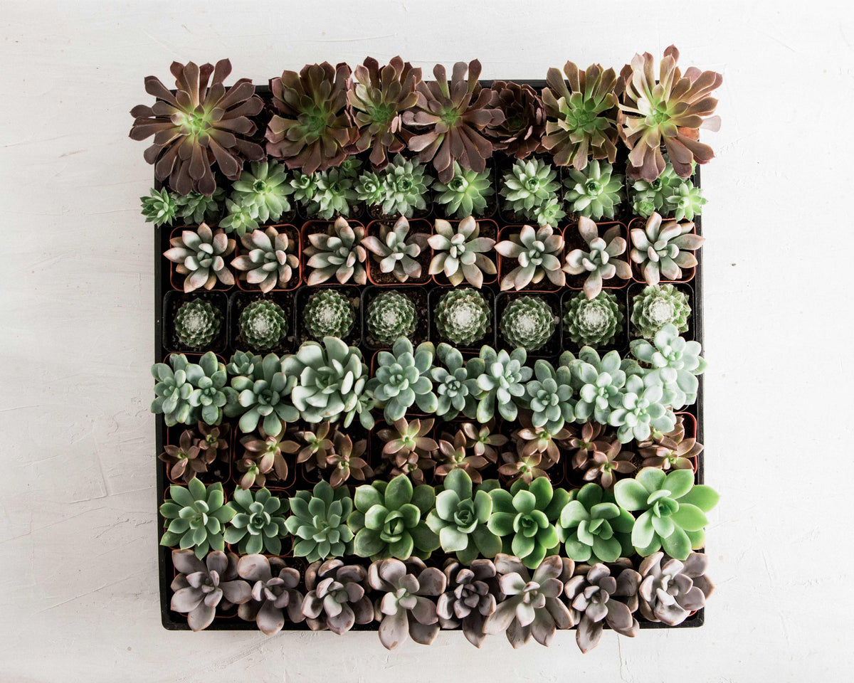 2 in. Succulent Only