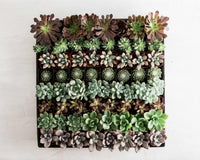 2 in. Succulent Only