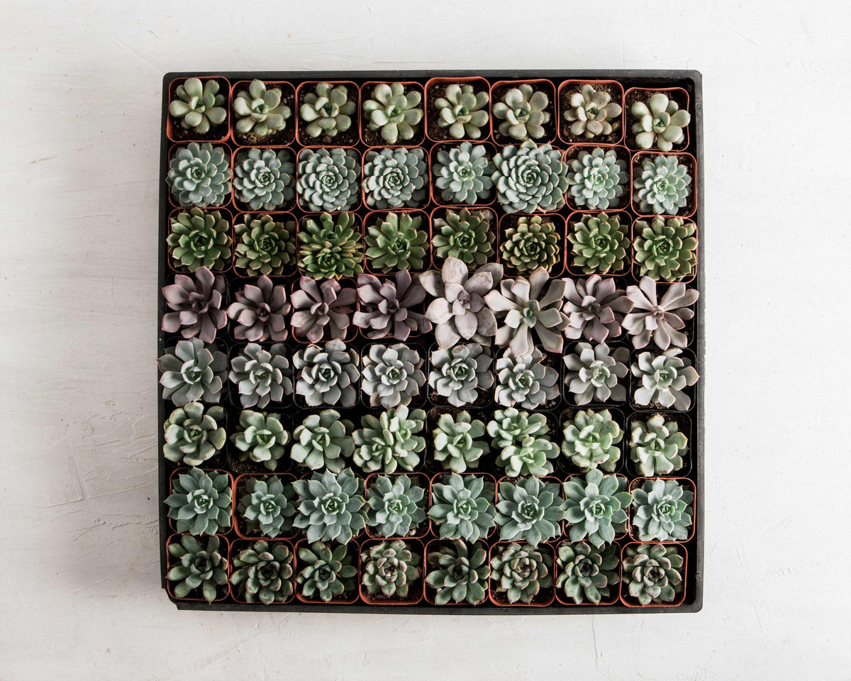 2" Assorted Succulent
