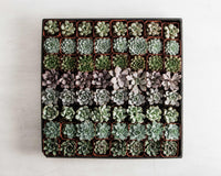 2" Assorted Succulent