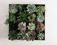 4" Assorted Succulent