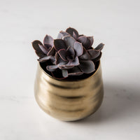 Gold Tegan Pot