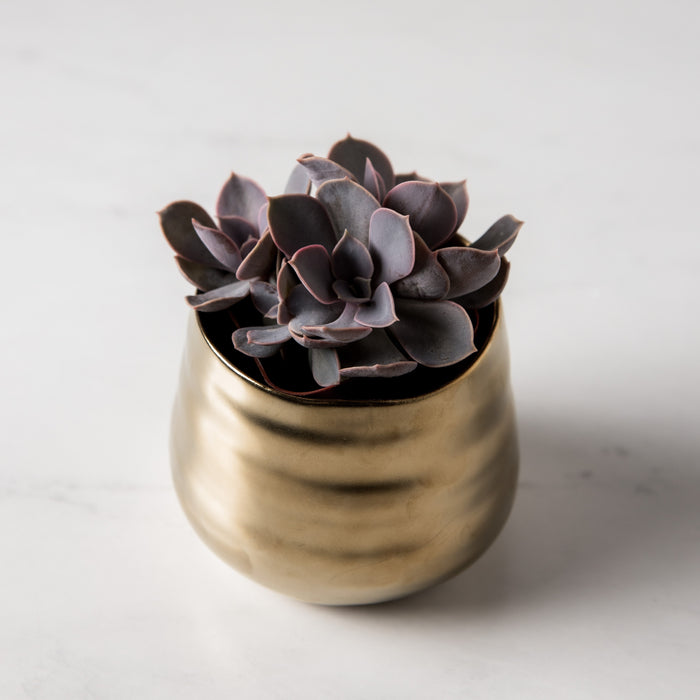 Gold Tegan Pot